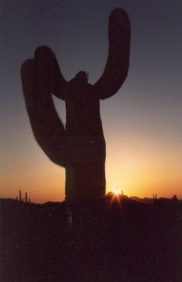 ../Images/194.Organ Pipe Cactus Natl. Mon.jpg